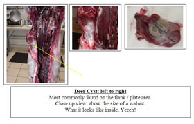 Deer cyst
